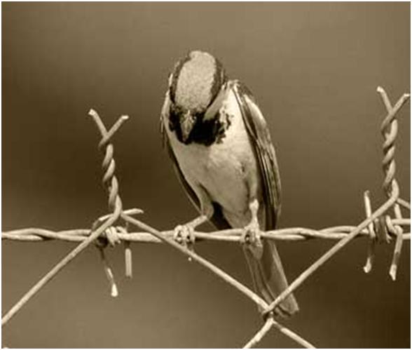 عصفور مظلوم