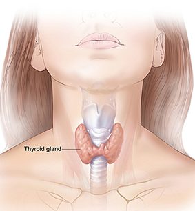  الغذة الدرقية Thyroid