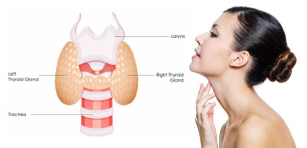 الغدة الدرقية
